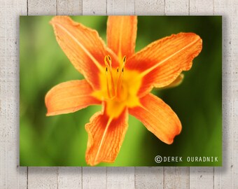 Derek Ouradnik Original Fine Art Fotografie Natur Blume Fotoabzüge