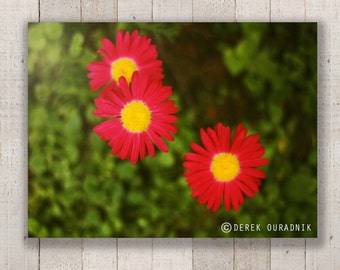 Derek Ouradnik Original Fine Art Fotografie Natur Blume Fotoabzüge