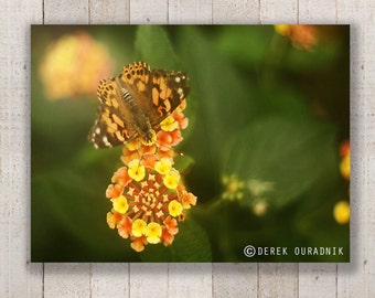 Derek Ouradnik Original Fine Art Fotografie Natur Blume Fotoabzüge