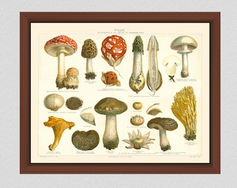 German Mushroom Art Print, 19th Century German Mushroom Poster, Mushroom Art Print, German Pilze Mushroom Illustration, Giclee Print