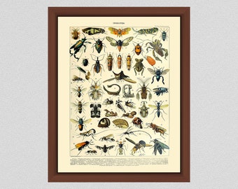Antique Beetle Vintage Variety Of Insects All Chart Poster Wall Decor X-377