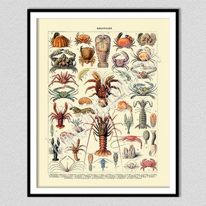 Krebse Kunstdruck, Französische Krebse Poster, Arthropod Print, Hummer Print, Crustacean Illustration von Adolphe Millot, Strandhaus Dekor