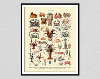 Crustaces Art Print, French Crustaceans Poster, Arthropod Print, Lobster Print, Crustacean Illustration by Adolphe Millot, Beach House Décor