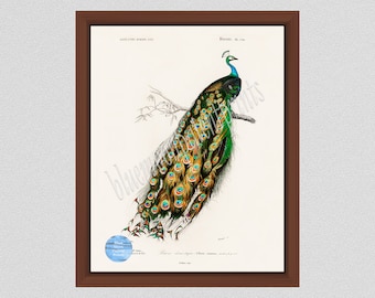 Vintage Peacock Print 1846 Peacock Illustration Victorian Bird Art Illustration Edouard Travies Peacock Art Print, Ornithology Art