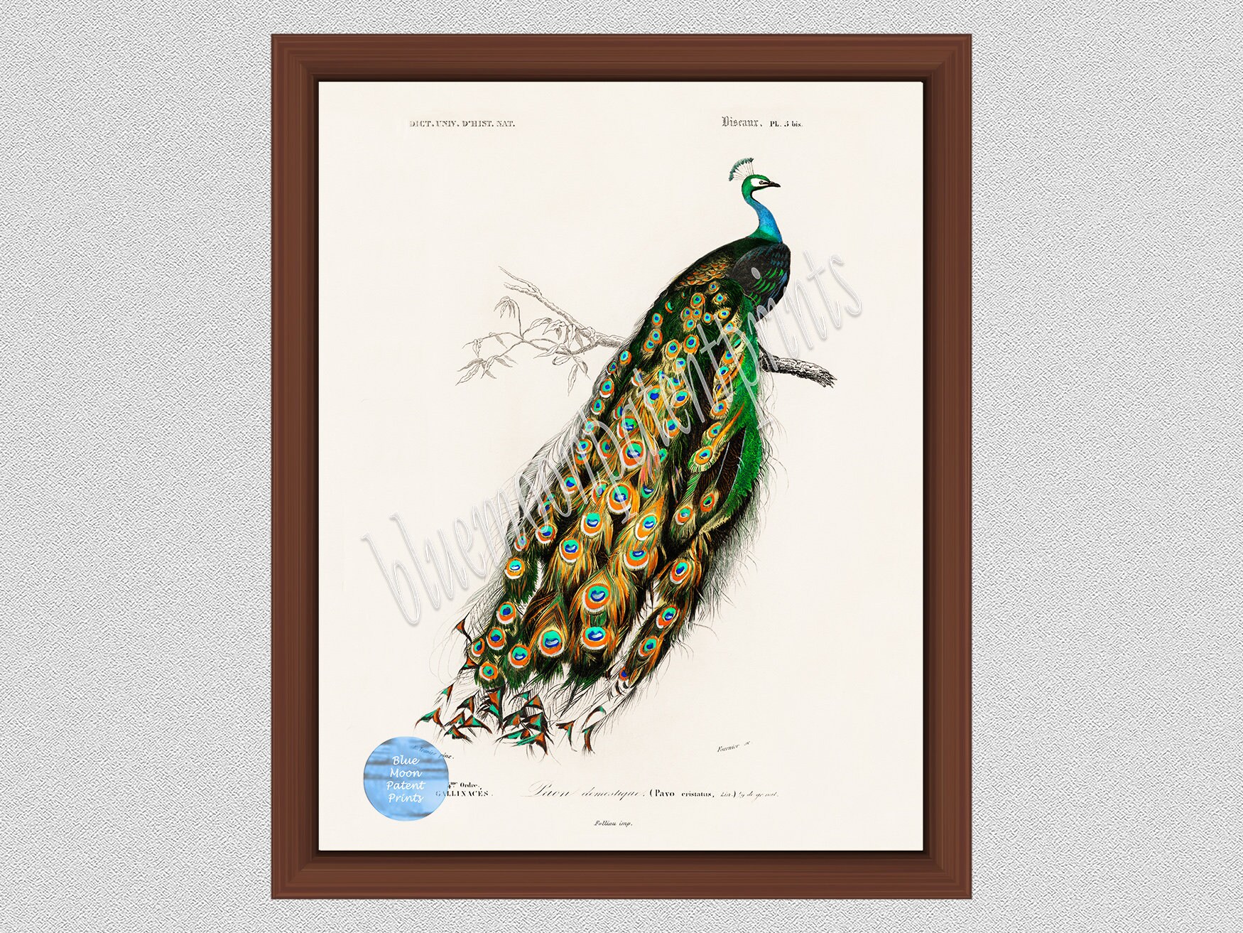 Vintage Peacock Print 1846 Peacock Illustration Victorian Bird Art