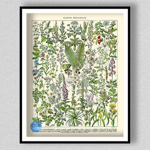 Vintage Medicinal Plant Wall Art, Larousse Medicinal Plant Poster, Medical Herbs Poster, Herbalist Gift, Botanical Art Print, Plants Flowers