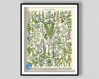 Vintage Medicinal Plant Wall Art, Larousse Medicinal Plant Poster, Medical Herbs Poster, Herbalist Gift, Botanical Art Print, Plants Flowers