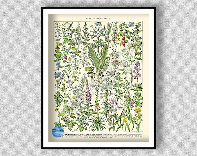 Featured listing image: Vintage Medicinal Plant Wall Art, Larousse Medicinal Plant Poster, Medical Herbs Poster, Herbalist Gift, Botanical Art Print, Plants Flowers