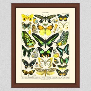 Vintage French Butterfly Art Print #1, Millot Butterfly Poster, French Butterflies Poster, Larousse Papillons, Home Decor, Lepidopterology