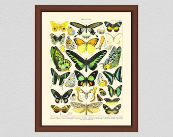 Vintage French Butterfly Art Print #1, Millot Butterfly Poster, French Butterflies Poster, Larousse Papillons, Home Decor, Lepidopterology