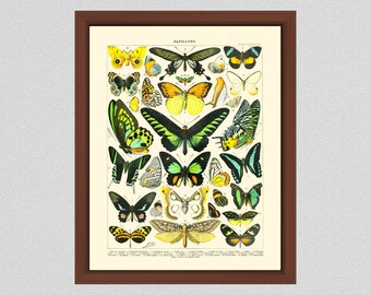 Vintage French Butterfly Art Print #1, Millot Butterfly Poster, French Butterflies Poster, Larousse Papillons, Home Decor, Lepidopterology