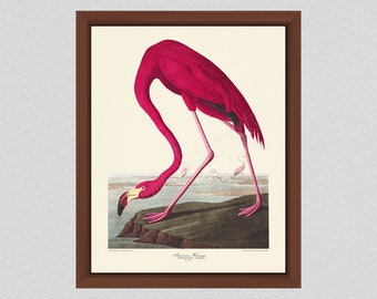 Vintage Pink Flamingo Print by John James Audubon, Flamingo Illustration, Audubon Bird Print Birds of America, Wildlife Wall Art Bird Art