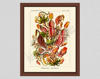 Nepenthes Poster, Pitcher Plant, Venus Flytrap, Botanical Print, Carnivorous Plant, Botanist Gift Idea, Ernst Haeckel