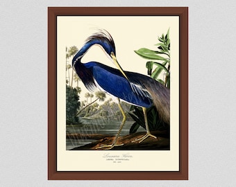 Louisiana Heron Art Print #2 by John James Audubon, Blue Heron Illustration, Audubon Bird Print Birds of America, Wildlife Wall Art Bird Art