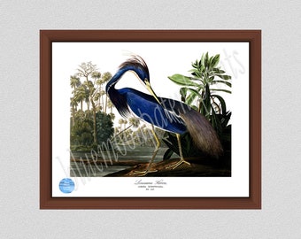 Louisiana Heron Art Print #1 by John James Audubon, Blue Heron Illustration, Audubon Bird Print Birds of America, Wildlife Wall Art Bird Art