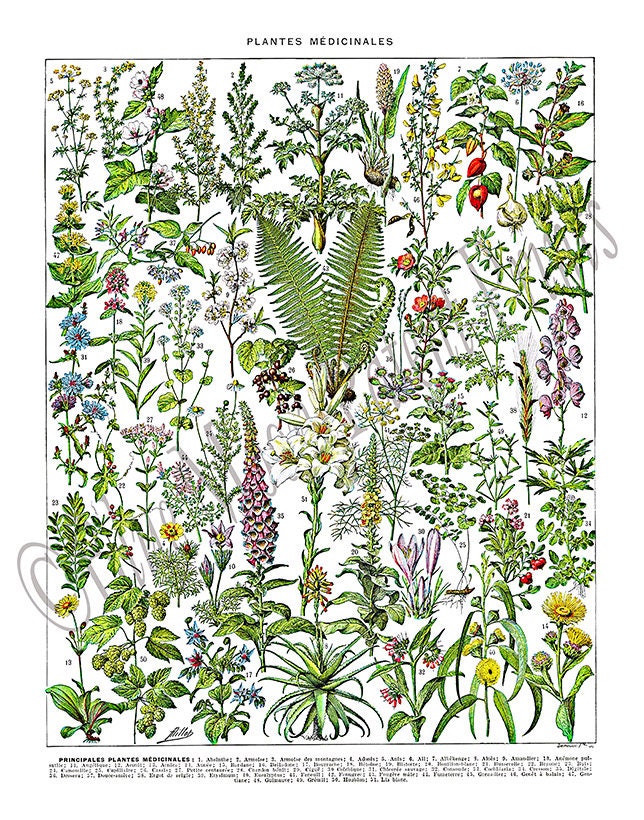 Vintage Medicinal Plant Art Print, Adolphe Millot Plantes Medicinales