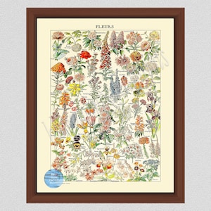 Vintage French Flower Print #1, 1909 Flower Poster, Larousse Fleur Print, French Flower Illustration, Home Décor