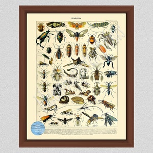 Vintage Insects Art Print #1, French Insect Art by Millot, Study of Bugs, Entomologist Gift, Study of Insects, Larousse Insects Wall Art