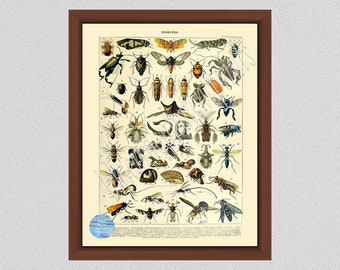 Vintage Insects Art Print #1, French Insect Art by Millot, Study of Bugs, Entomologist Gift, Study of Insects, Larousse Insects Wall Art