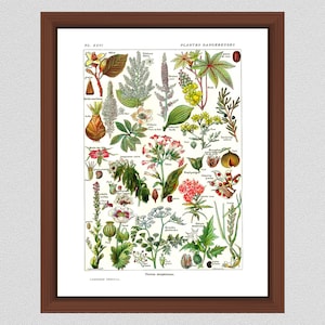 Vintage Dangerous Plants Art Print, 1912 French Larousse Poisonous Plants, Plantes Dangereuses Art Print - Home Decor - Botanist Gift Idea