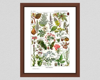 Vintage Dangerous Plants Art Print, 1912 French Larousse Poisonous Plants, Plantes Dangereuses Art Print - Home Decor - Botanist Gift Idea