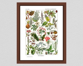 Vintage Dangerous Plants Art Print, 1912 French Larousse Poisonous Plants, Plantes Dangereuses Art Print - Home Decor - Botanist Gift Idea