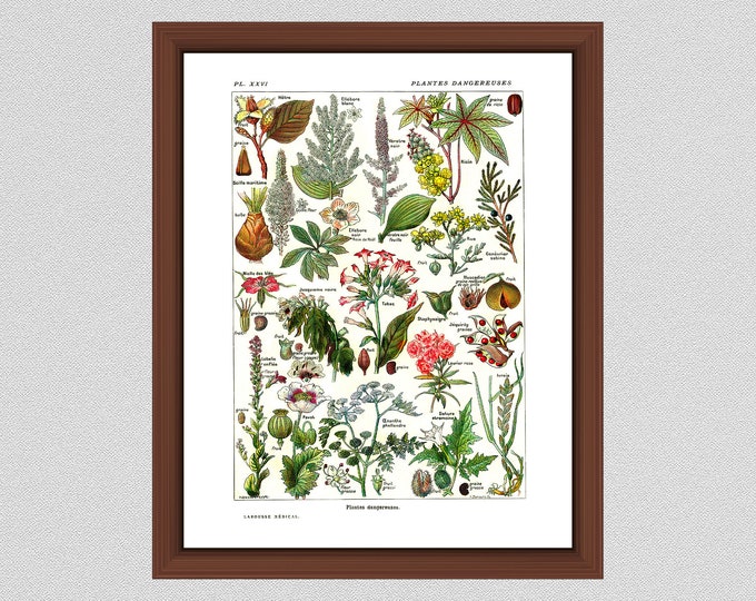 Featured listing image: Vintage Dangerous Plants Art Print, 1912 French Larousse Poisonous Plants, Plantes Dangereuses Art Print - Home Decor - Botanist Gift Idea