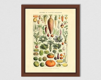 Vintage Vegetable Print, Millot Vegetable Print, 1909 Larousse French Legumes Art Print, Botanical Print, Larousse Poster, Home Decor