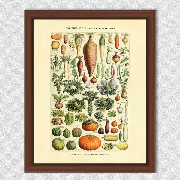 Vintage Vegetable Print, Millot Vegetable Print, 1909 Larousse French Legumes Art Print, Botanical Print, Larousse Poster, Home Decor