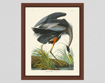 Great Blue Heron Art Print by John James Audubon, Blue Heron Illustration, Audubon Bird Print Birds of America, Wildlife Wall Art Bird Art