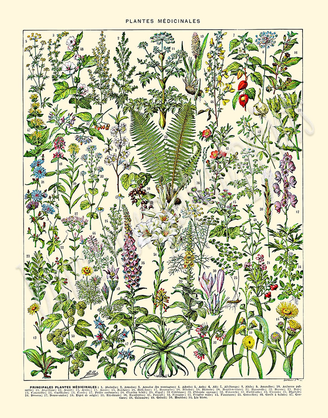 Vintage Medicinal Plant Art Print Adolphe Millot Plantes | Etsy