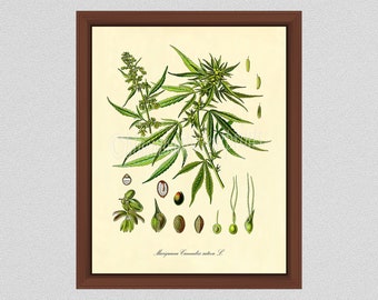 Marijuana Botanical Print, Marijuana Plant Poster, Marijuana Medicinal Drug Art Print, Pot Grass Weed Print, Cannabis Sativa Art Print,