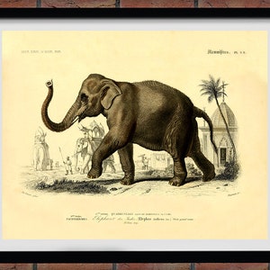 1857 Elephant Art Print, Edouard Traviès Indian Elephant Poster, elephant Giclee Print, Travies Reproduction, Mammifers Pachydermes Print