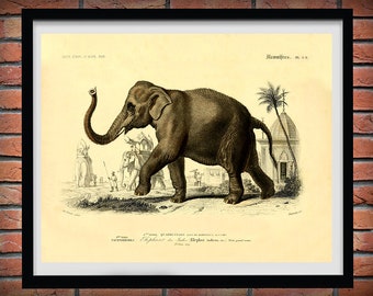 1857 Elephant Art Print, Edouard Traviès Indian Elephant Poster, elephant Giclee Print, Travies Reproduction, Mammifers Pachydermes Print