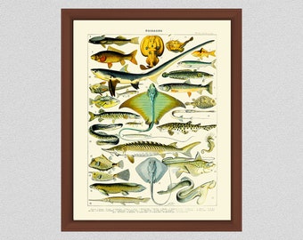 Poisonous Fish Art Print, Larousse Poisonous Fish Art Print, Adolphe Millot Art Print , LaRousse Dictionaire, Dangerous Fish, Poissons Print