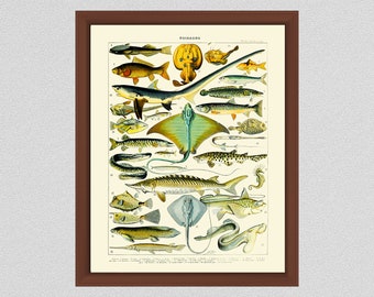 Poisonous Fish Art Print, Vintage Larousse Poisonous Fish Art Print, Adolphe Millot Art Print , LaRousse Dictionaire, Dangerous Fish