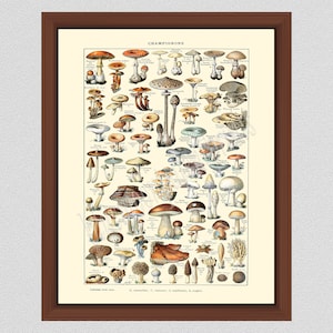 Vintage Mushroom Art Print #1, Art by Millot, French Mushroom Poster, Larousse Mushroom Illustration, Mushroom Wall Art, Champignons Posteri