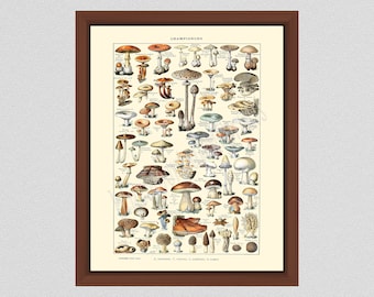 Vintage Mushroom Art Print #1, Art by Millot, French Mushroom Poster, Larousse Mushroom Illustration, Mushroom Wall Art, Champignons Posteri