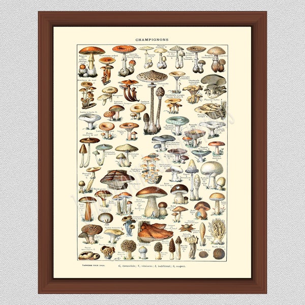 Vintage Mushroom Art Print #1, Art by Millot, French Mushroom Poster, Larousse Mushroom Illustration, Mushroom Wall Art, Champignons Posteri