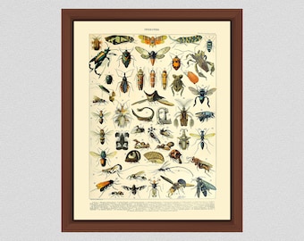 Vintage Insects Art Print #1, French Insect Art by Millot, Study of Bugs, Entomologist Gift, Study of Insects, Larousse Insects Art