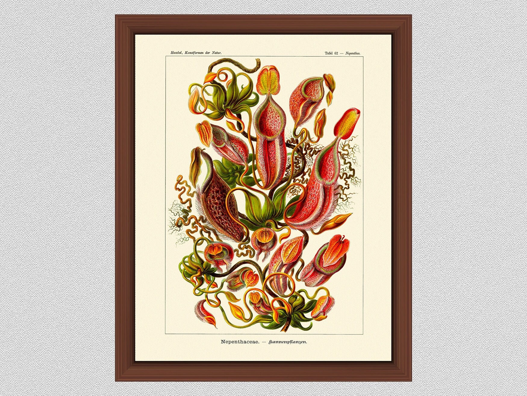 Ernst Haeckel Nepenthes Poster, Pitcher Plant, Venus Flytrap, Botanical