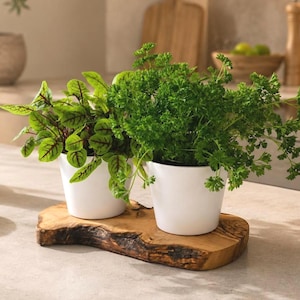 May include: Two white ceramic pots containing green herbs, one with veined leaves and the other with curly parsley, resting on a natural live-edge wooden slab. The pots are smooth and cylindrical, providing a contrast to the textured wood base.