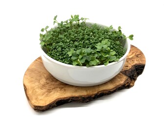 Sowing and harvesting cress in the pot, optionally with herb shears – a great gift for moving house