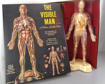 値下げ Revell The Visible Man 人体模型 アメリカレベル 値下げ Revell The Visible Man 人体模型 アメリカレベル - メルカリ