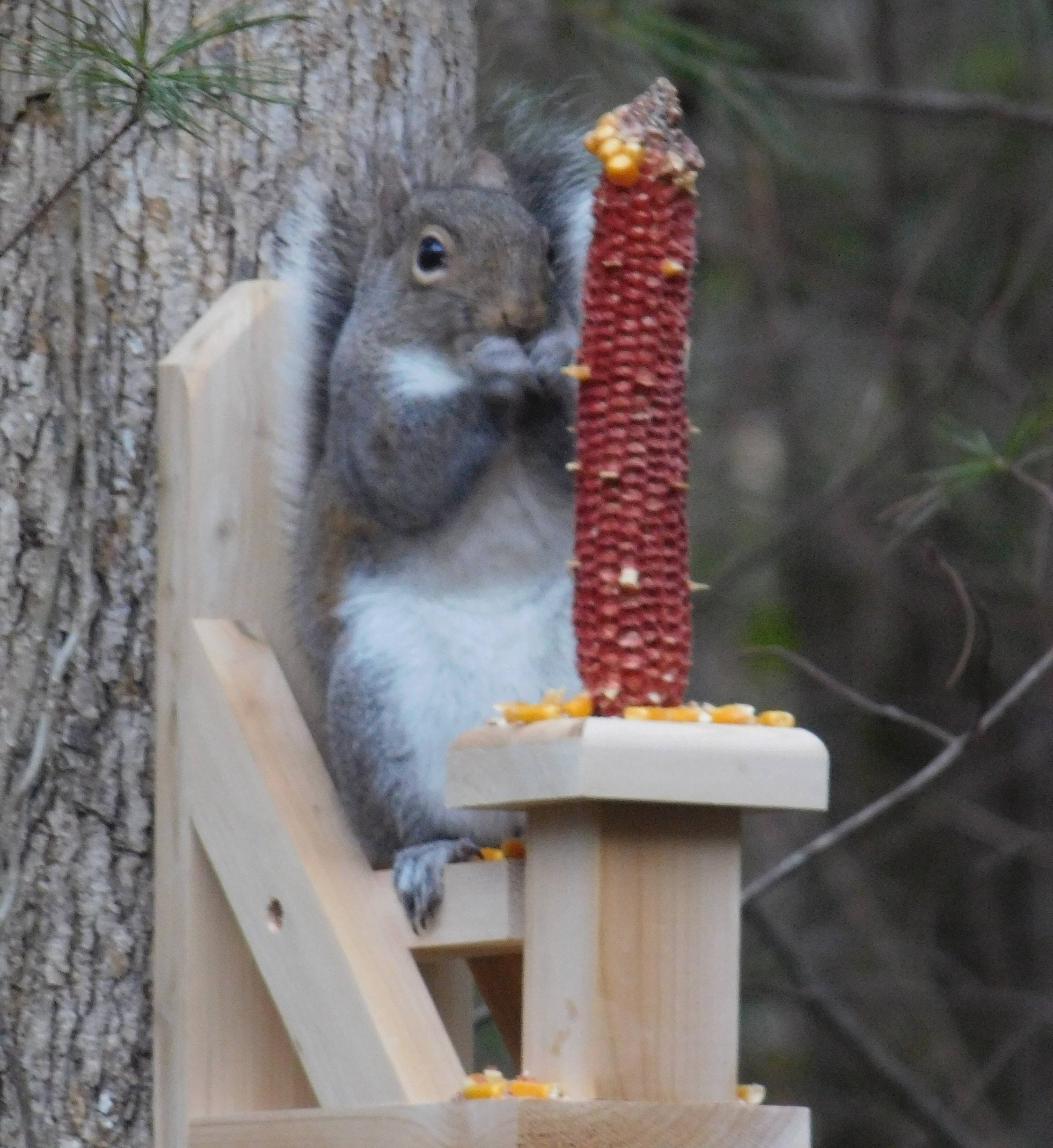 Cedar Squirrel Feeder Table Chairsquirrel Feedercedar Etsy
