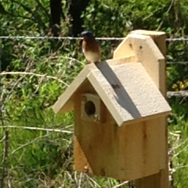 Blue Bird House,Cedar Traditional Bird House,Wood Bird House