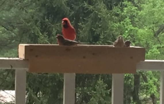 Deck Rail Bird Feeder Wooden Bottom 5 1 2 Mount Or 3 Etsy