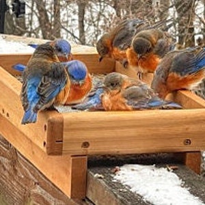 May include: A wooden bird feeder with a tray filled with birdseed. Seven bluebirds are perched on the tray, eating the seed. The feeder is mounted on a wooden railing.