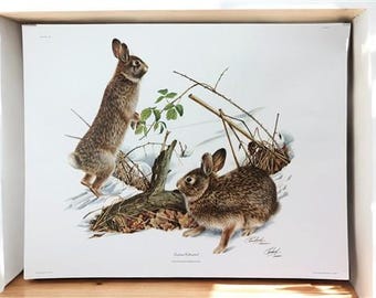 Könnte beinhalten: Zwei braune Kaninchen in einer verschneiten Waldlandschaft. Die Kaninchen schauen in verschiedene Richtungen. Das Kaninchen links steht auf seinen Hinterbeinen, während das Kaninchen rechts auf dem Boden sitzt. Der Hintergrund ist ein verschneiter Wald mit Bäumen und Büschen.