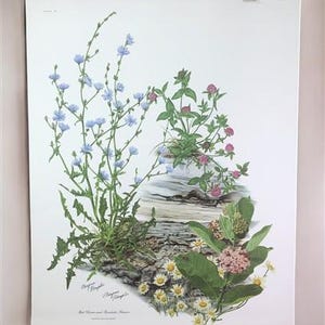 May include: A botanical illustration featuring a cluster of blue chicory flowers, pink clover blossoms, and white daisy-like flowers. The flowers are arranged around a piece of weathered wood.